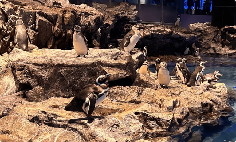 ペンギンプールの岩場に並ぶマゼランペンギン