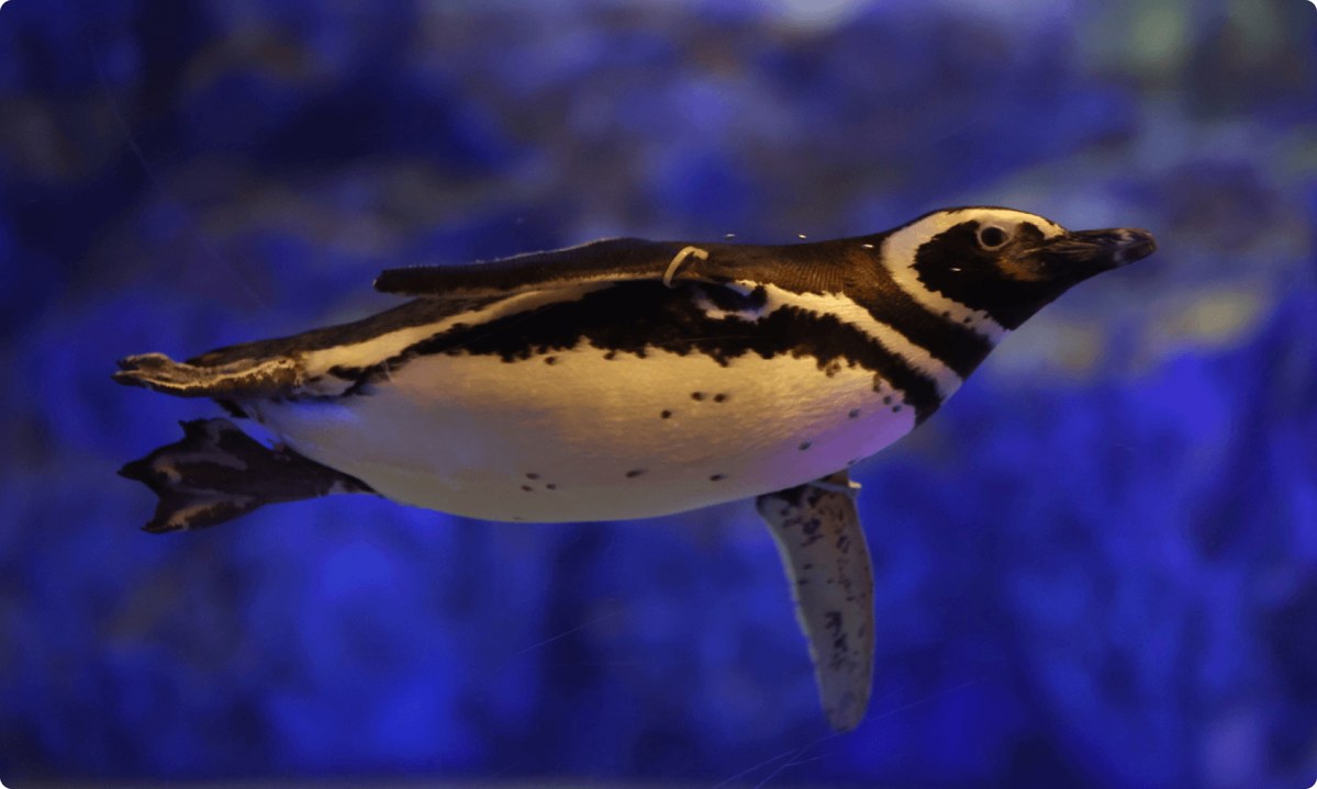 水中を泳ぐマゼランペンギン