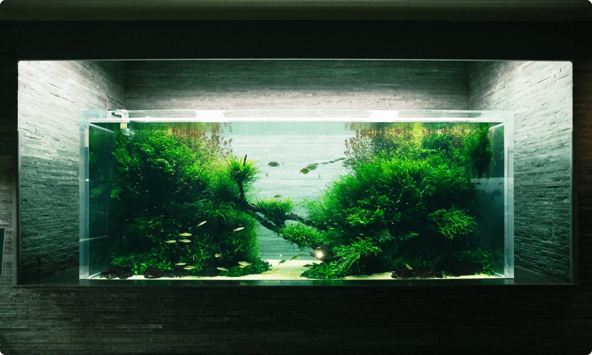 水草が茂る横長の水槽「自然水景」