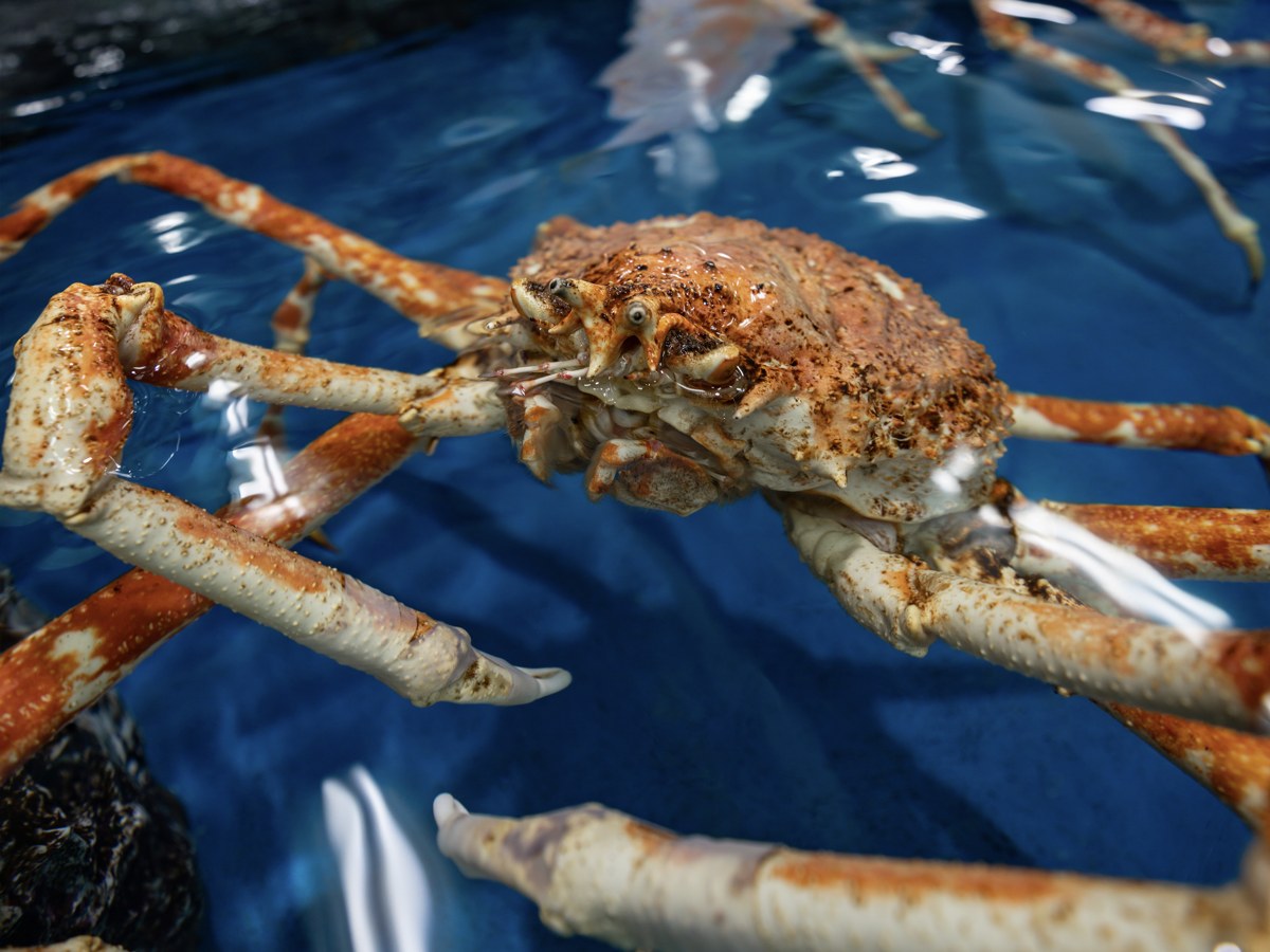 水面の近くで長い脚を広げたタカアシガニ