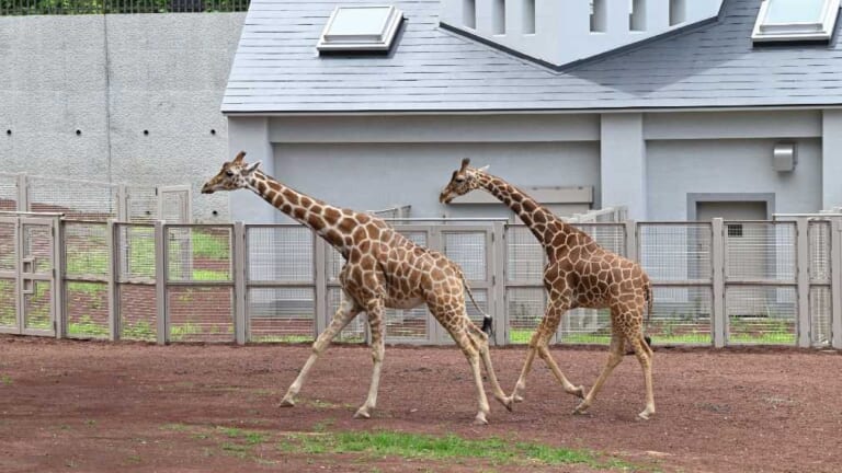 赤土の運動場で、灰色の獣舎の前に集まるキリンの群れ