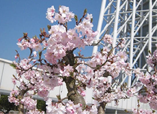 満開の桜の枝の向こうに、ミニチュアの塔の骨組みが見える