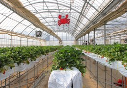 ビニールハウスの中。高さのそろった栽培ベンチが奥まで並び、通路が広くとってある
