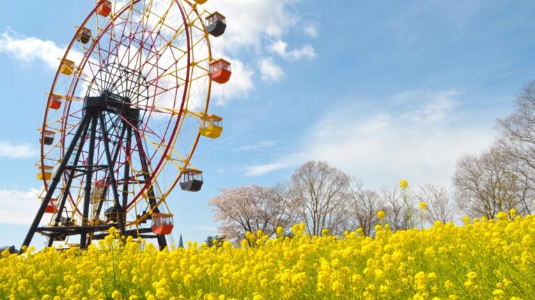 菜の花畑の向こうに立つ観覧車