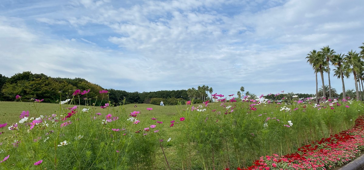 手前にピンクと白のコスモスが咲き、その奥になだらかな芝生の丘とヤシ並木が広がっている