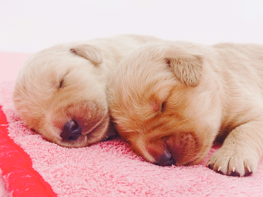 ピンクのタオルの上で寄り添って眠る、生まれたばかりの子犬2頭