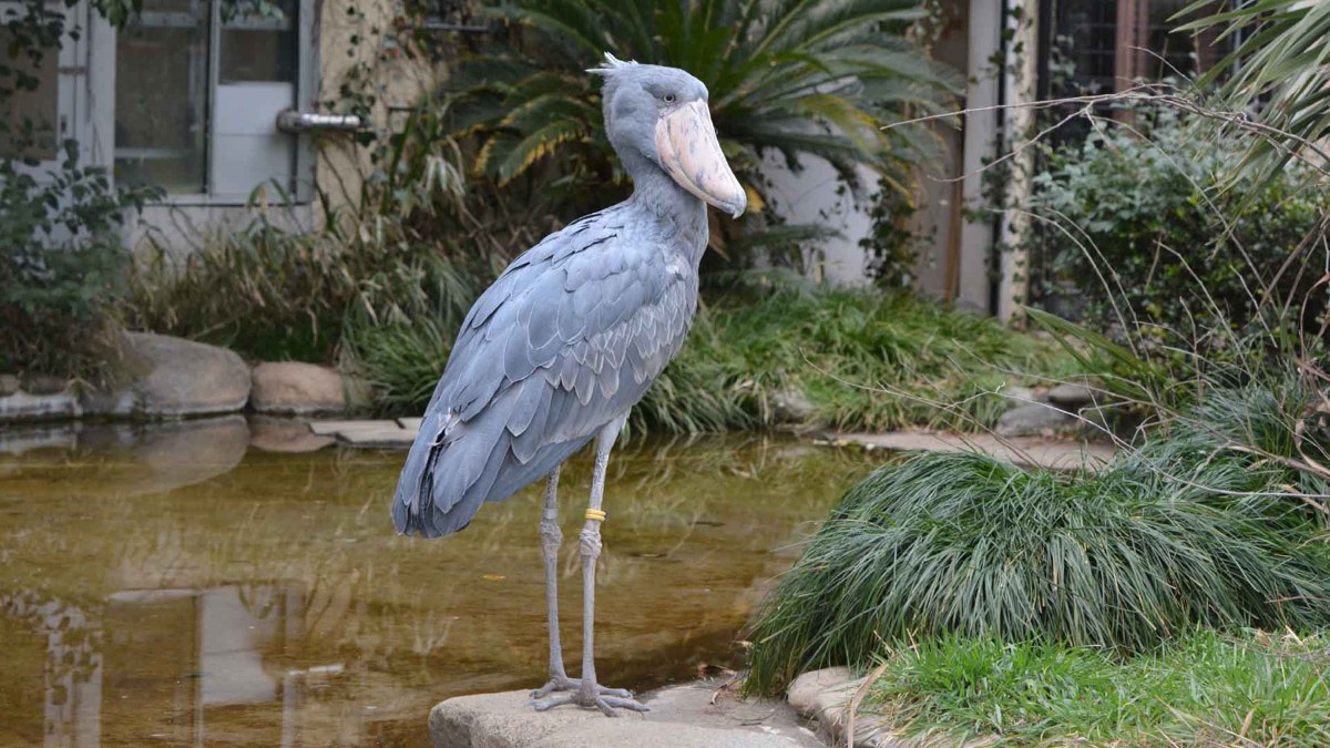 水辺の石の上に立つハシビロコウ