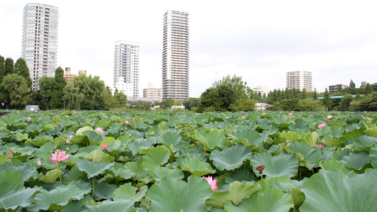 蓮の葉が一面に広がる夏の不忍池