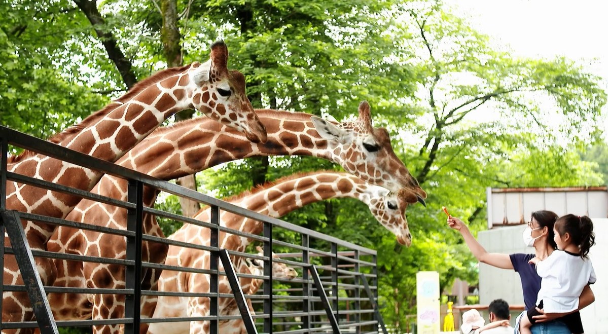 柵ごしに首を伸ばしたキリン3頭に、来園者が手からエサをあげている
