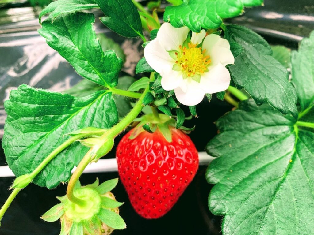 実った赤いいちごと白い花。奥に黒いシートを敷いた栽培ベンチが見える
