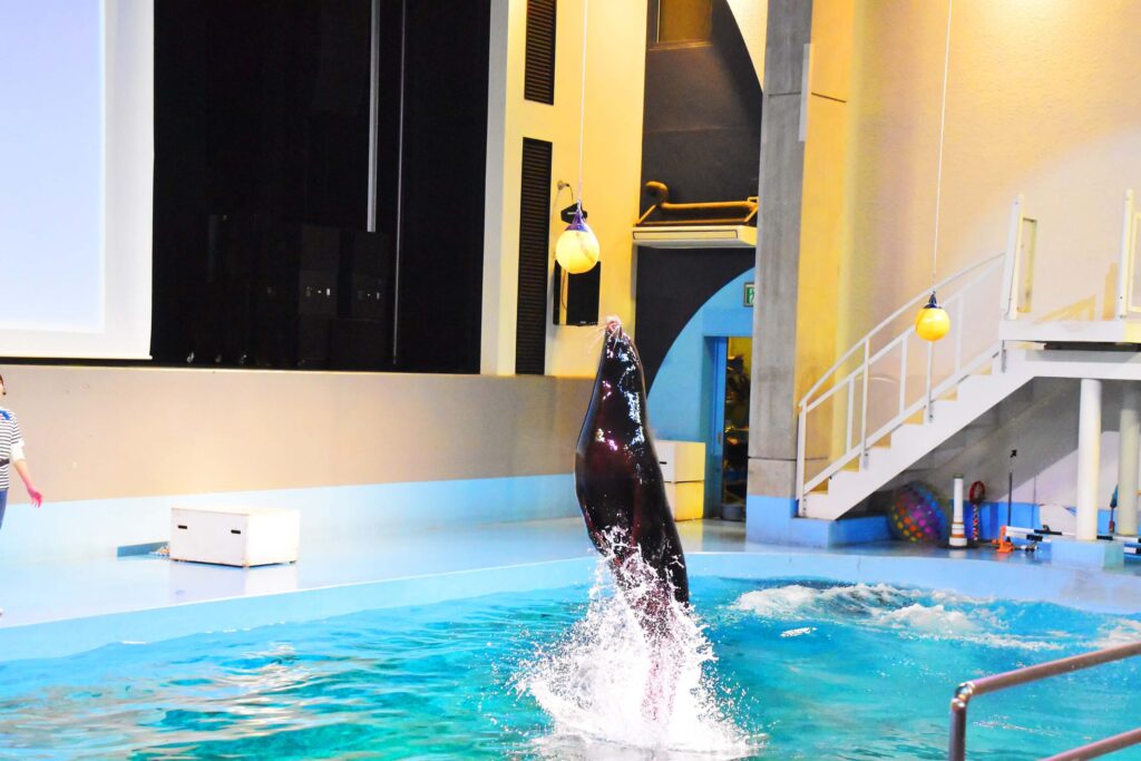 プールの水面から立ち上がって高い位置のボールに触れるアシカ