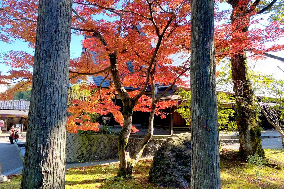 杉の木立の奥で赤く色づいたもみじ
