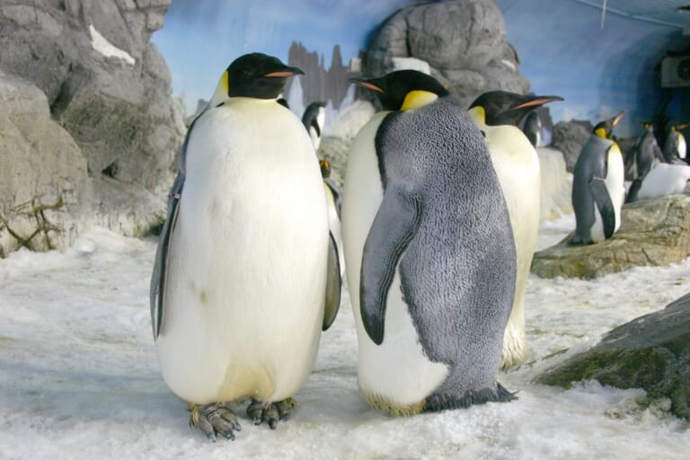 雪の上に並んで立つ大きなコウテイペンギン