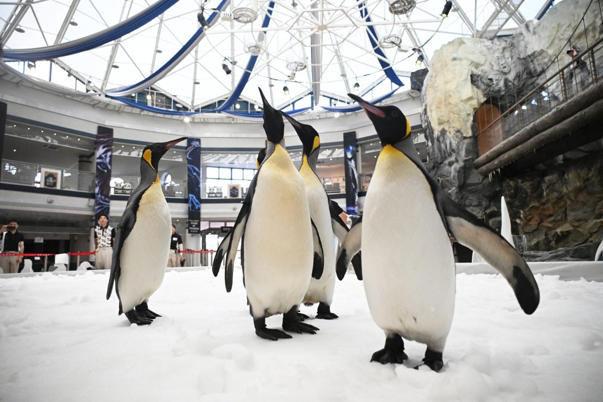 ドーム屋根の下を歩くオウサマペンギンたち