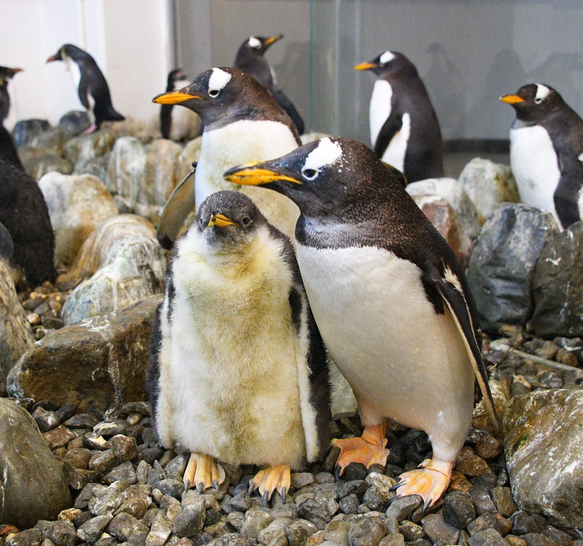 岩場に立つジェンツーペンギンの親と、ふわふわの羽の子