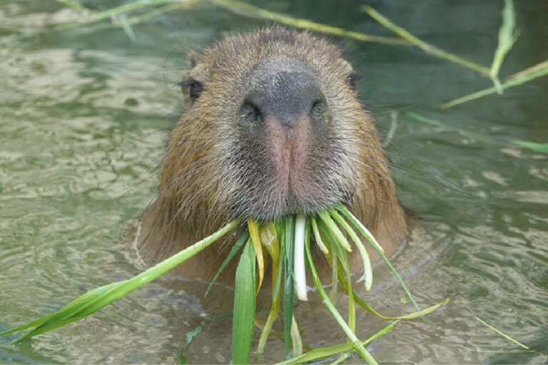 水の中で草をくわえて顔を出すカピバラ