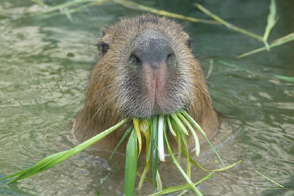 水の中で草をくわえて顔を出すカピバラ