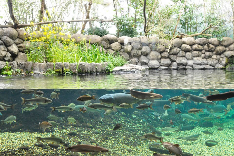 石積みの岸辺の下をコイなどの川魚が群れで泳ぐ水槽