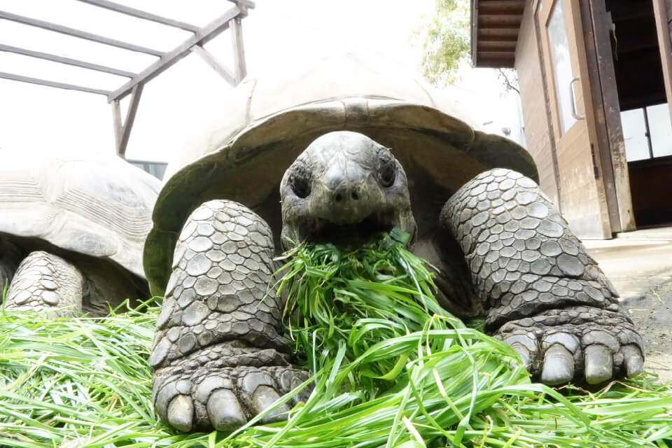草を口いっぱいにほおばるアルダブラゾウガメ