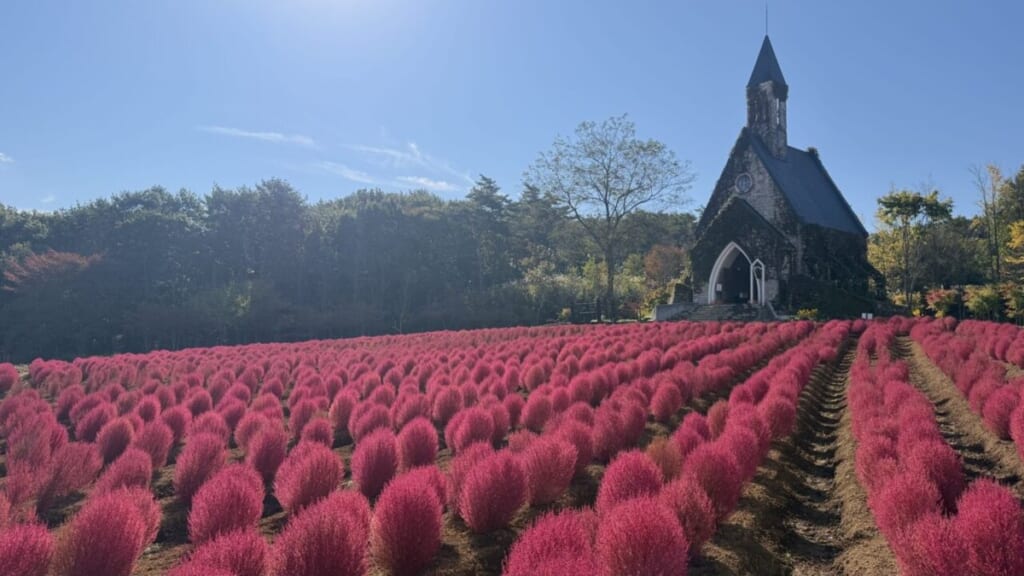 赤く色づいたコキアの畑の向こうに建つ牧歌の里の教会