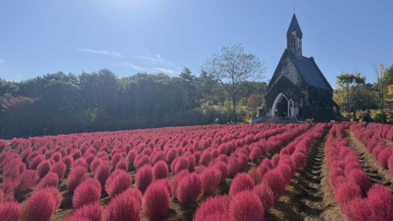 赤く色づいたコキアの畑の向こうに建つ牧歌の里の教会