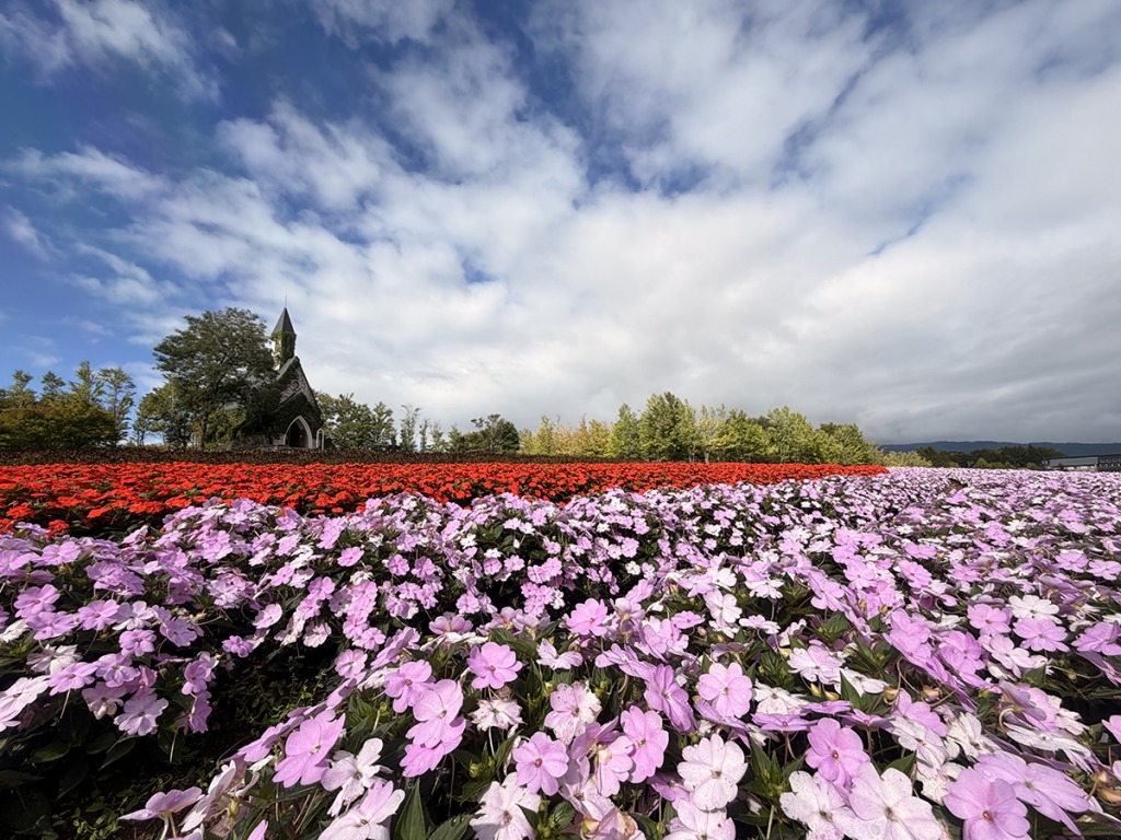 ピンクの花が一面に咲くお花畑と青空