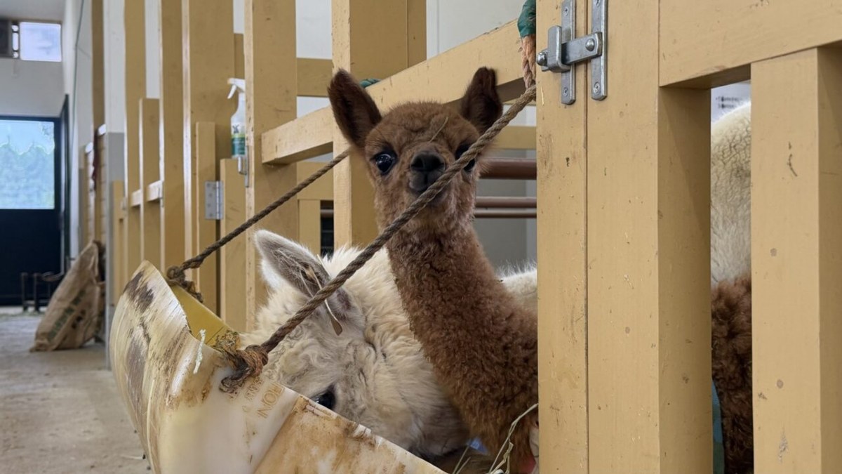 牧舎の柵の中にいるアルパカの赤ちゃん
