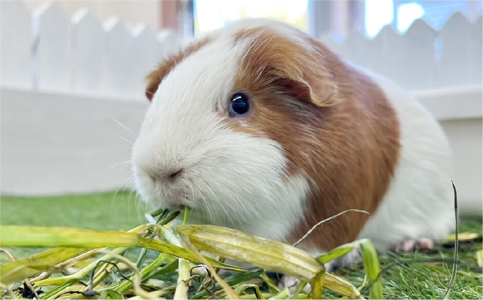 草を食べる茶色と白のモルモット