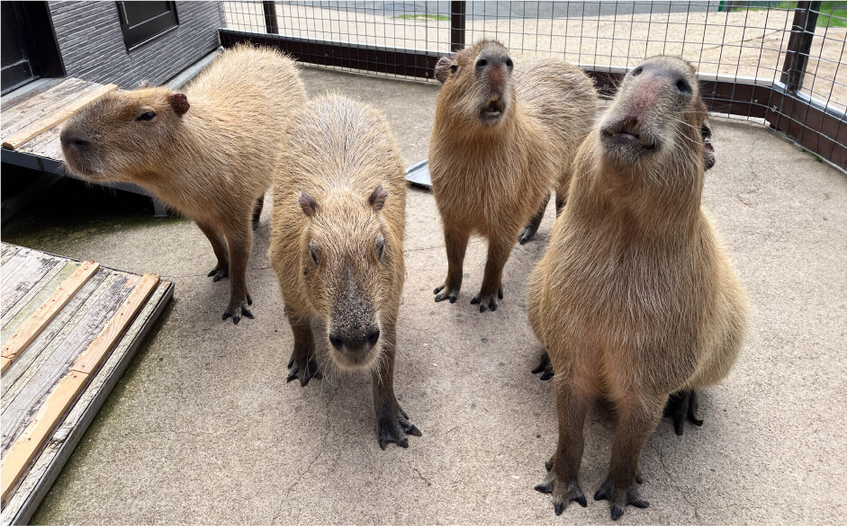 柵の中でこちらを見る4頭のカピバラ