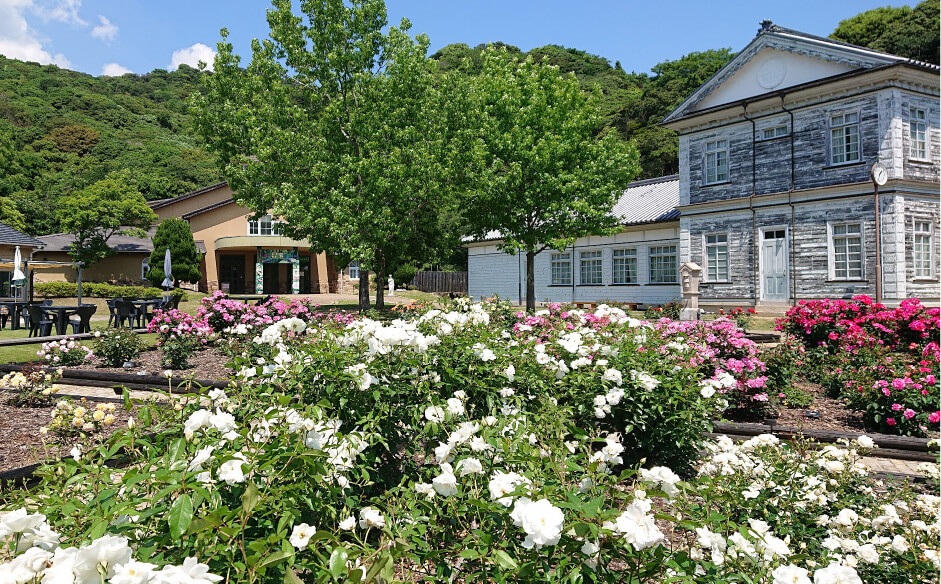 洋館の前のバラ園に咲く白いバラ