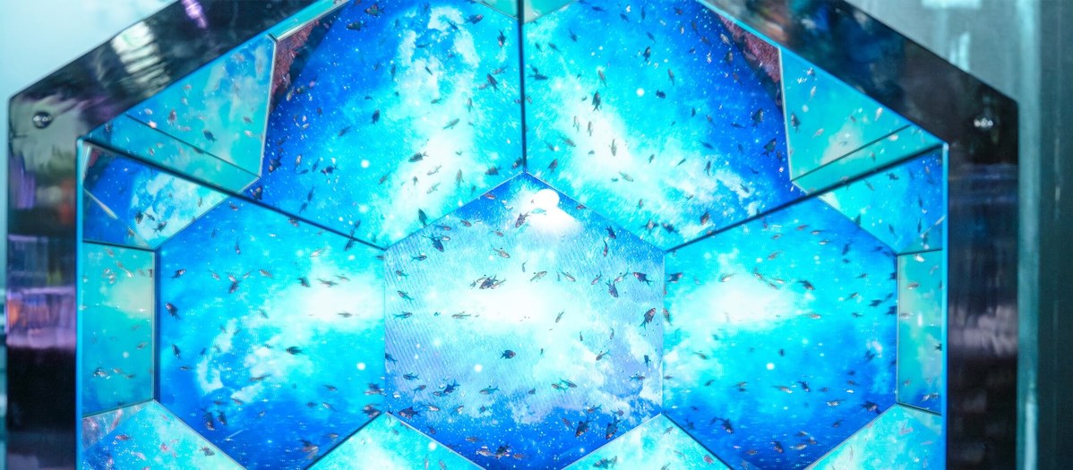 六角形の窓が組み合わさった青い水槽に小魚が群れる