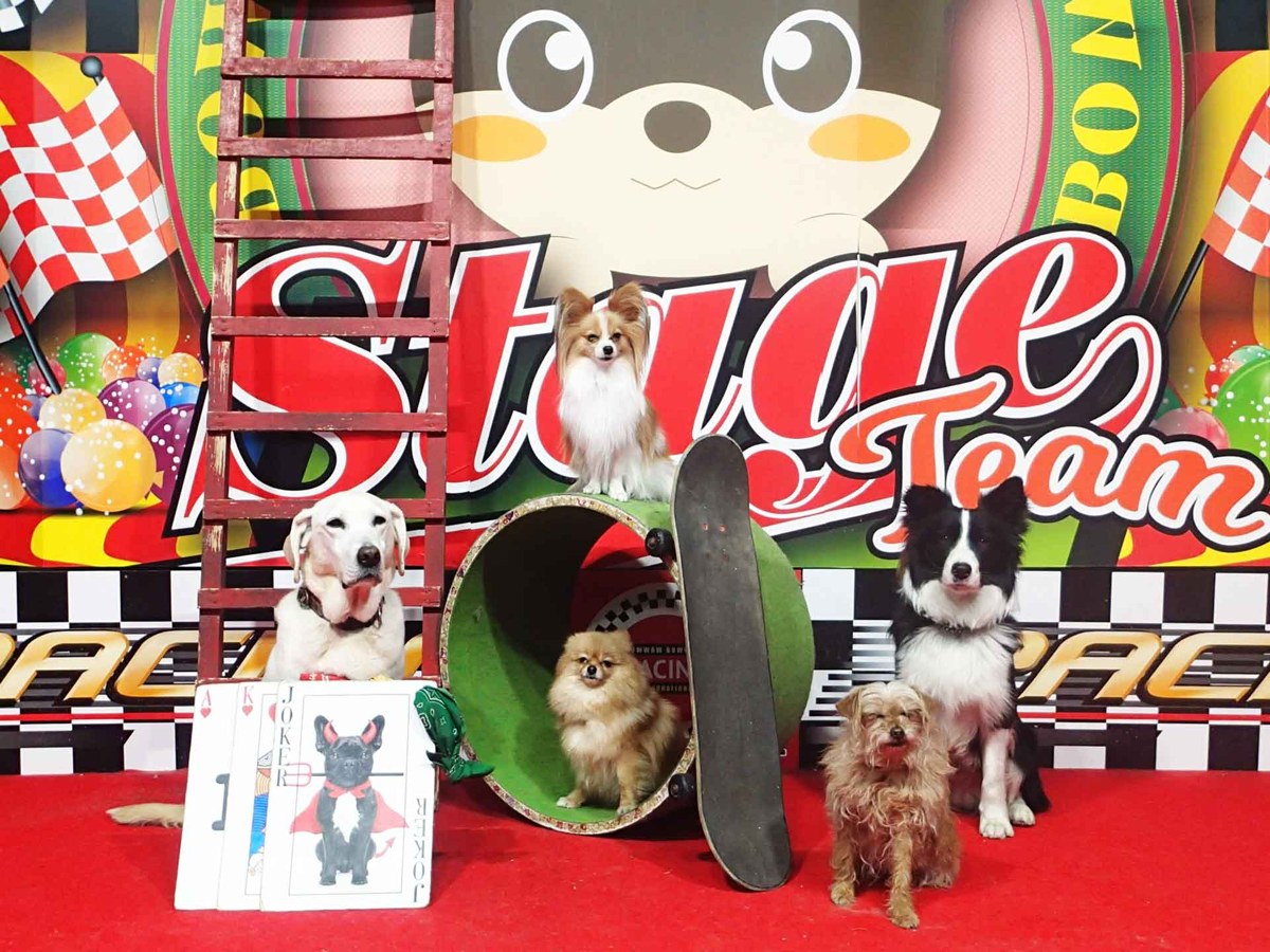 「Stage Team」と書かれた派手な背景の前に、小型犬から中型犬まで7頭が並ぶ舞台
