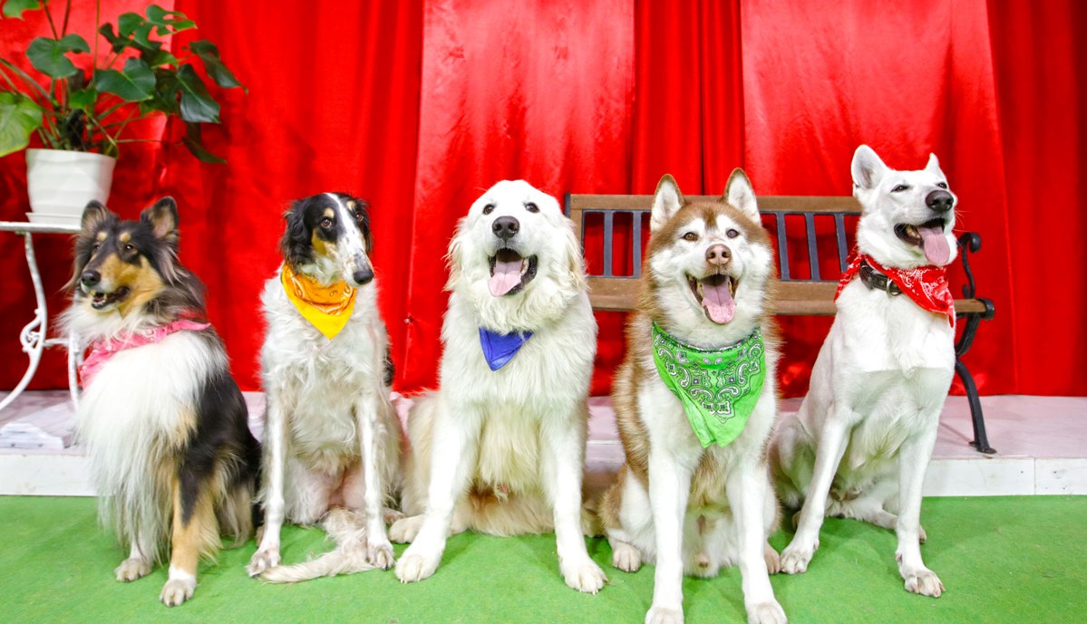 赤いカーテンの前で、バンダナをつけた大型犬5頭が並んで座っている