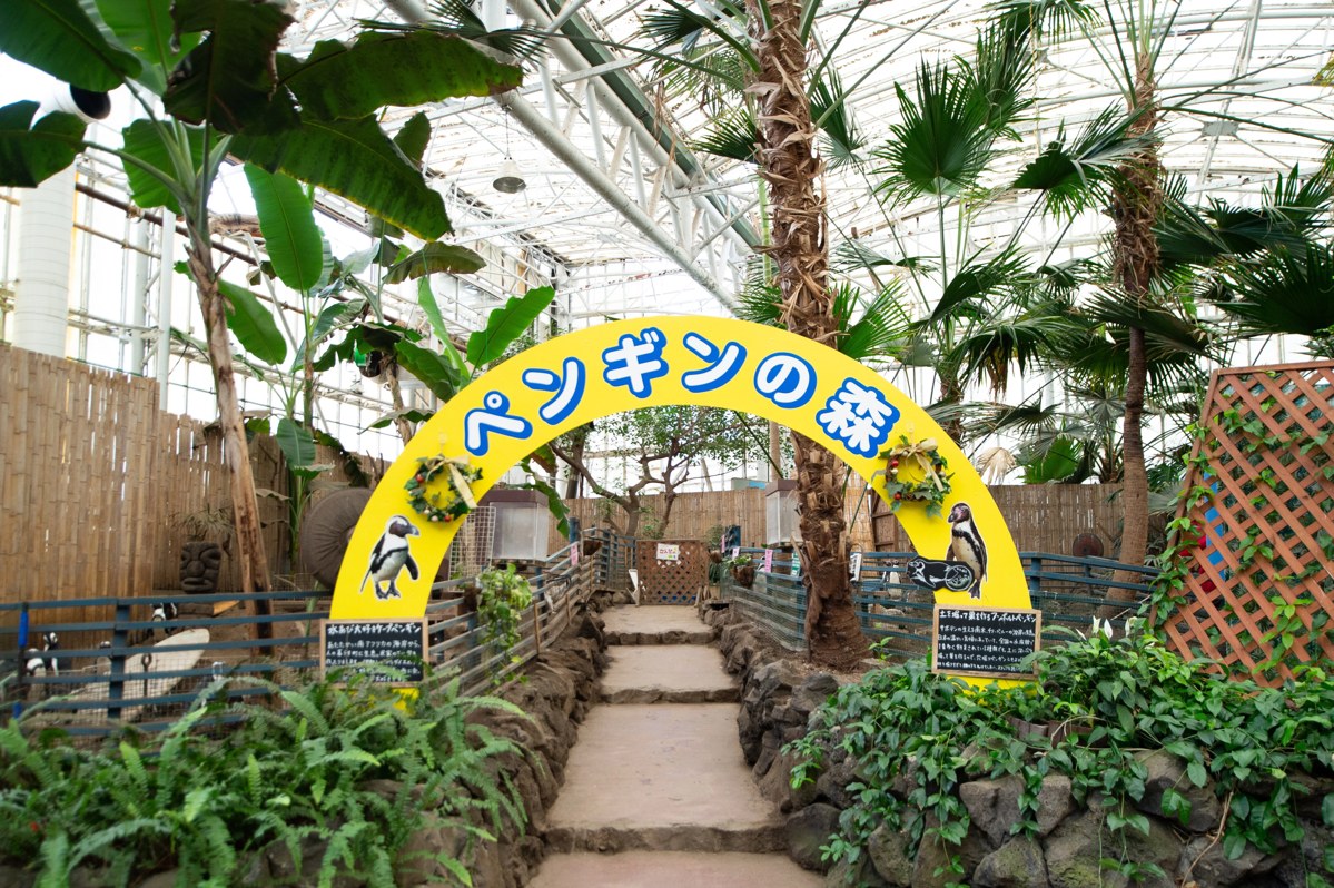 ヤシの木に囲まれた「ペンギンの森」のアーチと小道