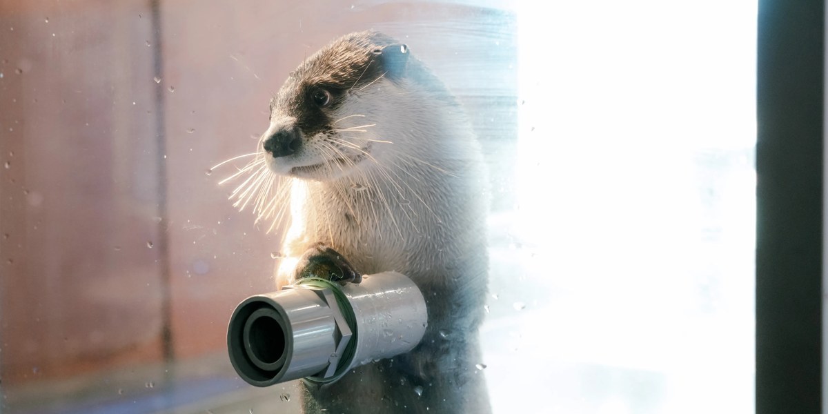 握手用の筒の横からのぞくツメナシカワウソ