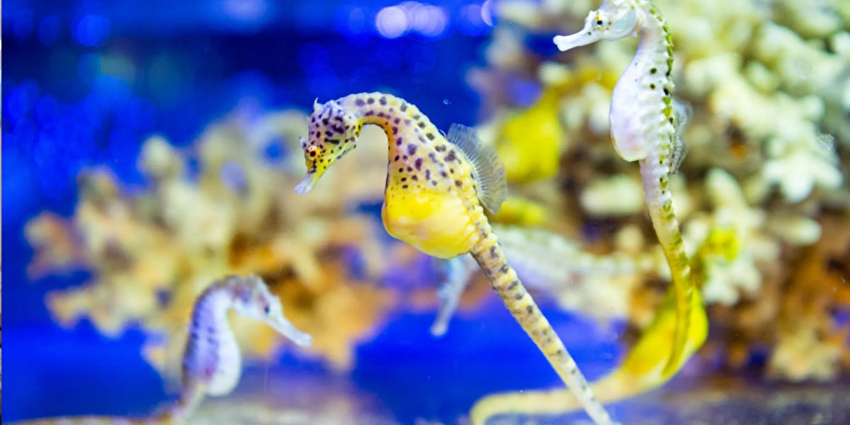 サンゴの前を泳ぐ黄色いタツノオトシゴ