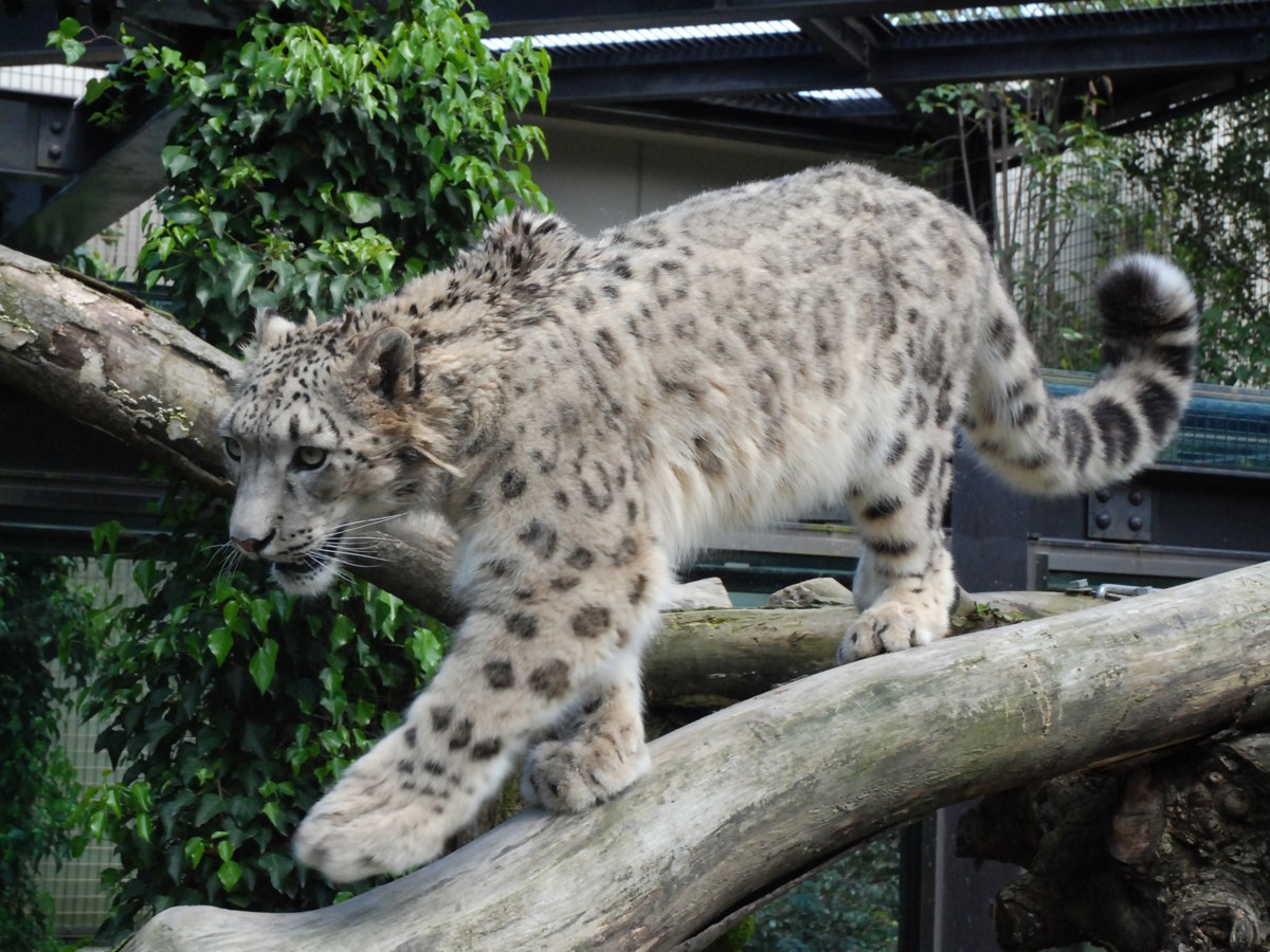 展示場の丸太の上を歩くユキヒョウ