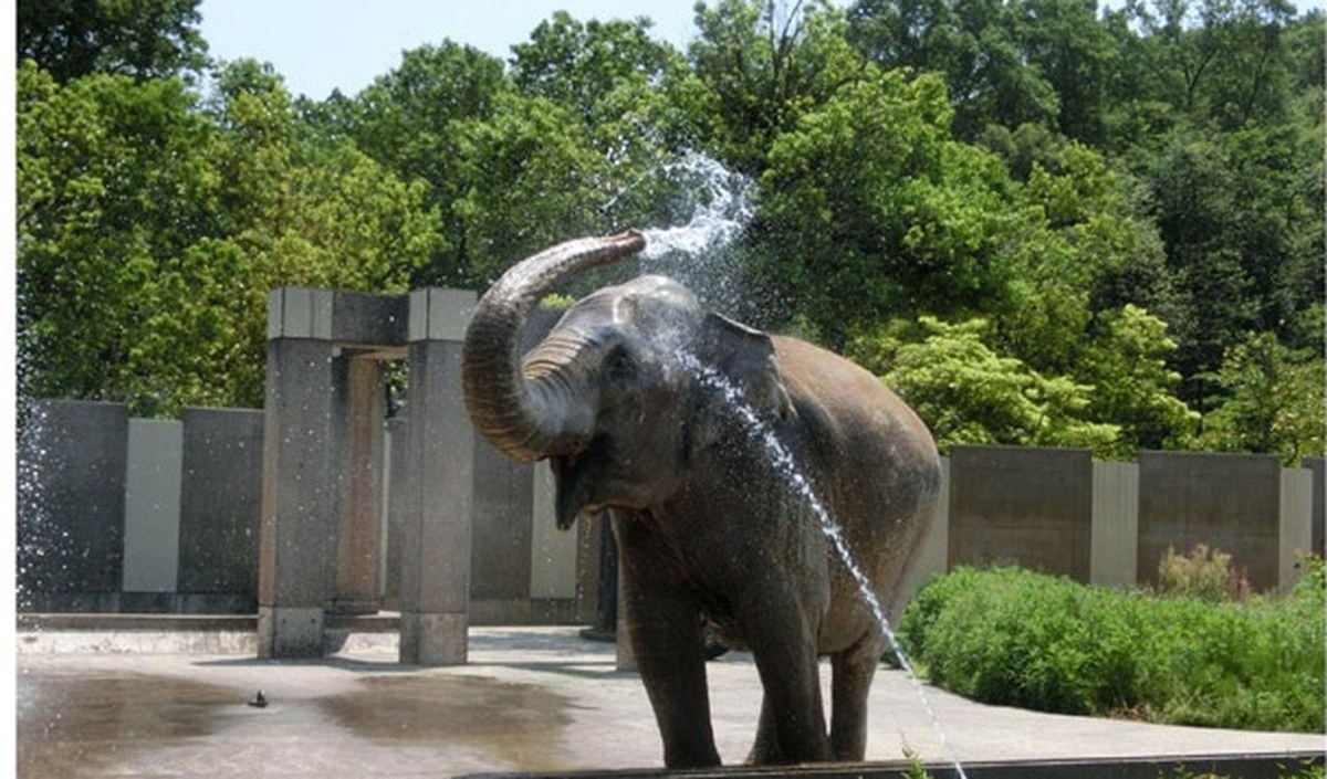 噴水のように鼻から水を上げて水浴びをするアジアゾウのサニー