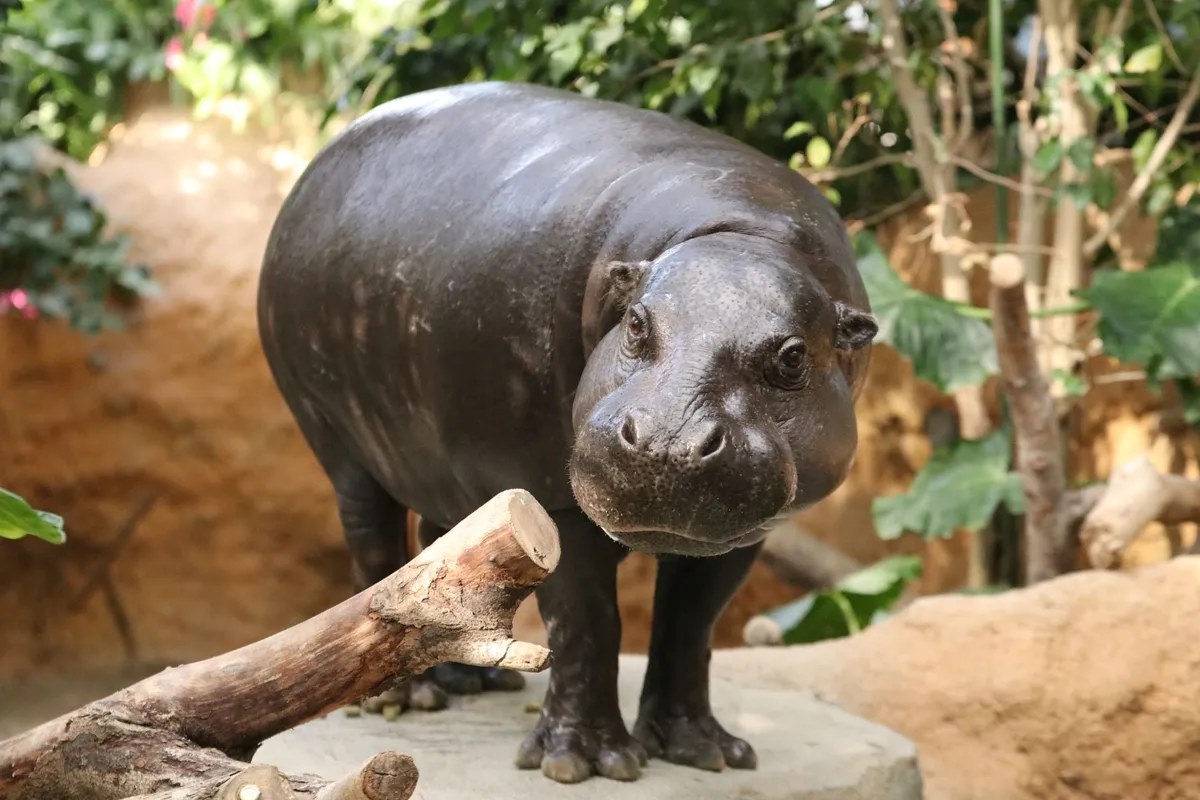 切り株の上に立つコビトカバ