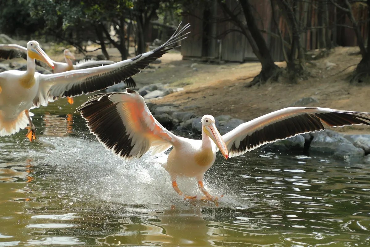 翼を広げて水面から飛び立つペリカン