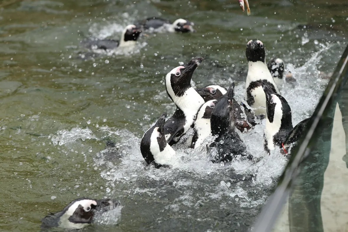 水しぶきを上げて泳ぐケープペンギン