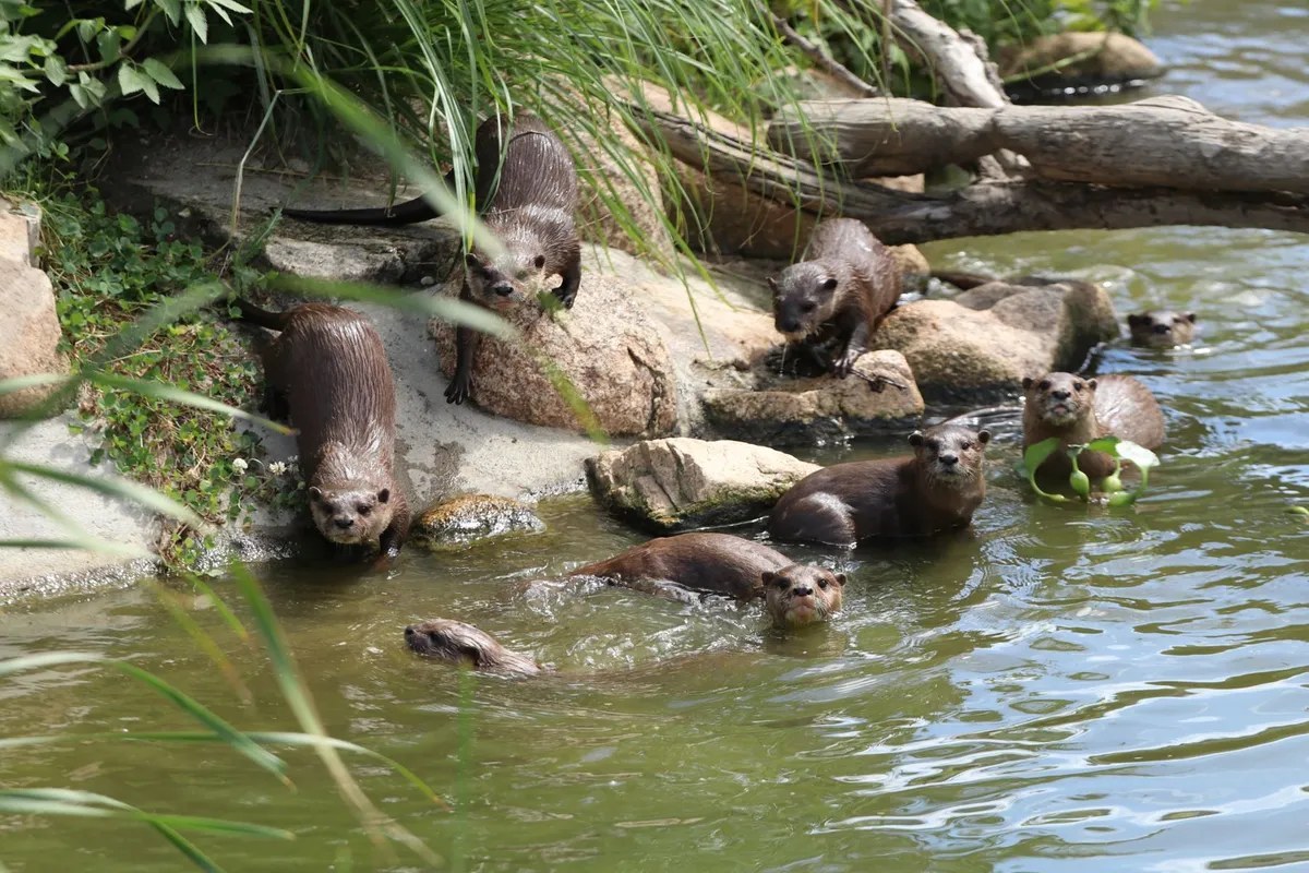 岩と水辺で過ごすコツメカワウソの群れ