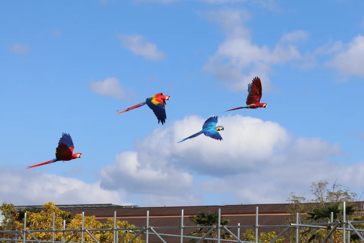 青空を飛ぶ色鮮やかなコンゴウインコ