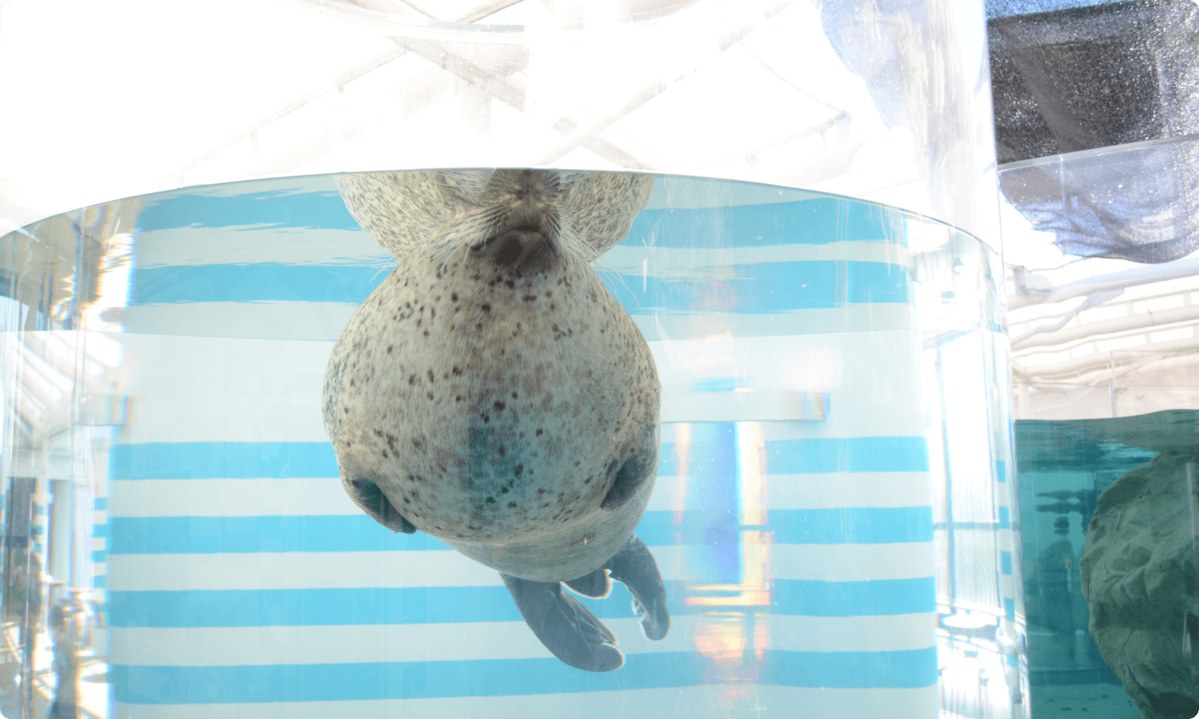 透明なチューブ状の水槽を下から浮かび上がるアザラシ