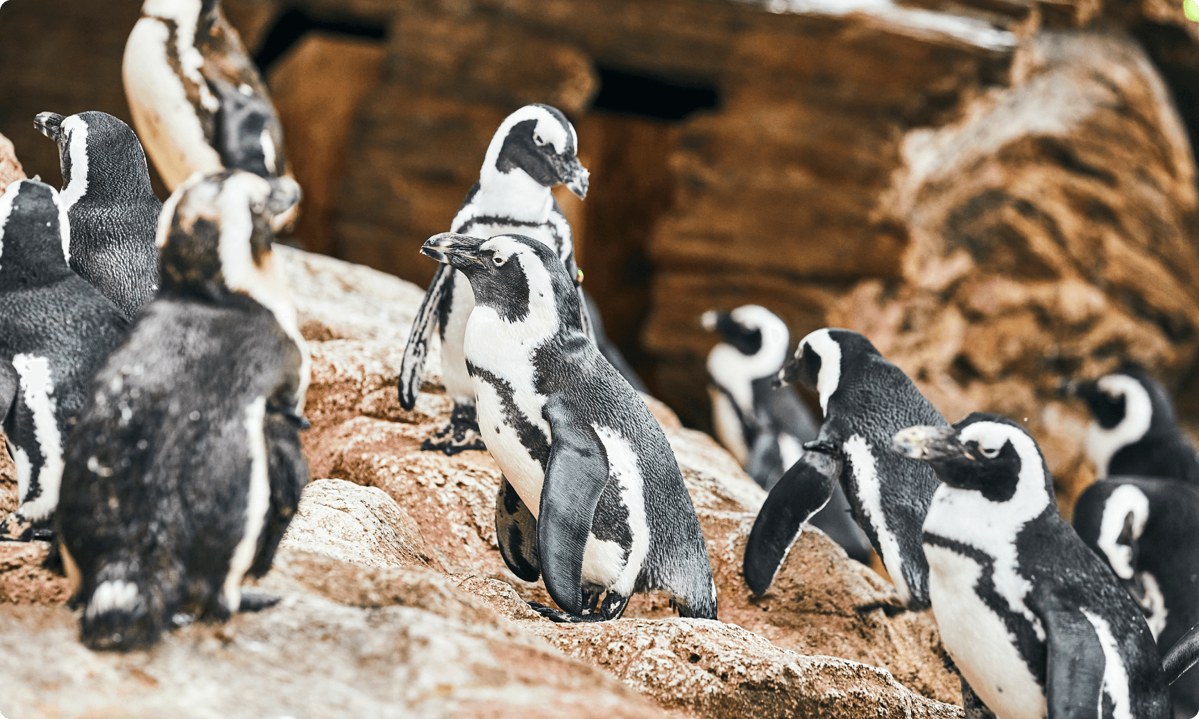 岩場に並んで立つケープペンギンたち