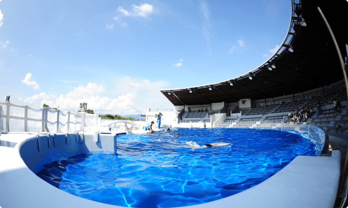 青空の下に広がるイルカスタジアムのプール