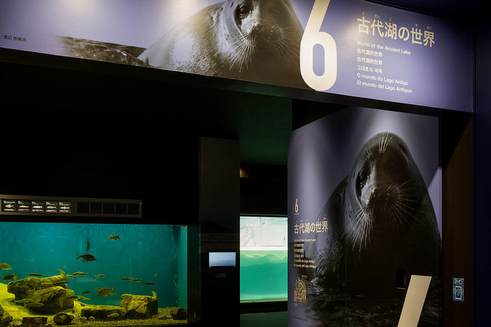 アザラシの絵の看板と水槽が並ぶ古代湖の世界のコーナー