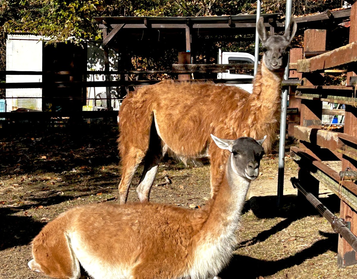 木の柵の中にいる2頭のリャマ