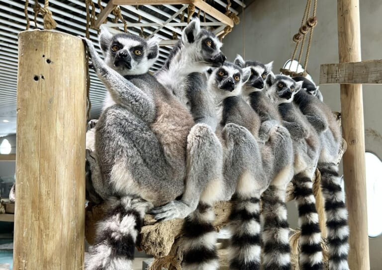 木の止まり木に並んで座るワオキツネザルの群れ