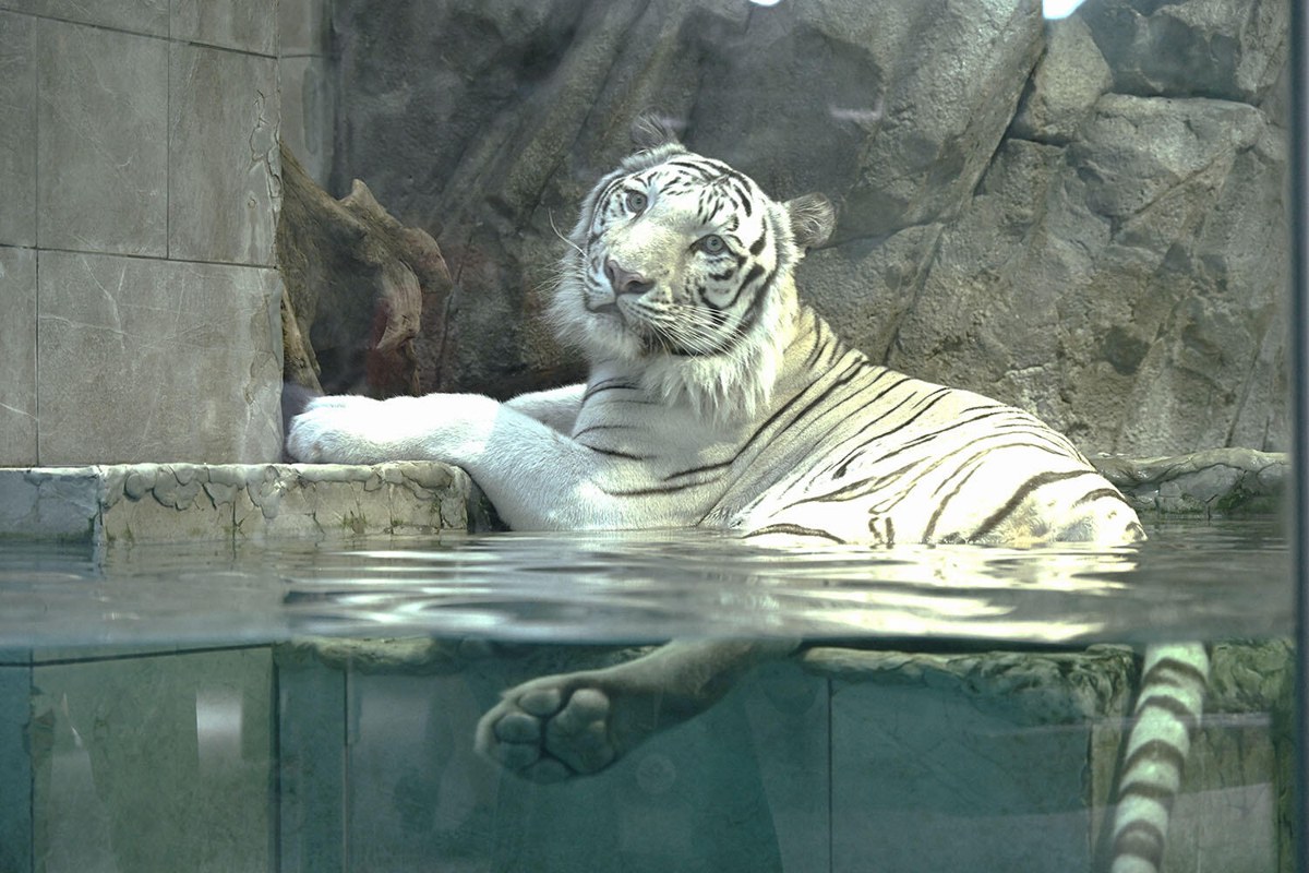 ガラス越しの水辺でくつろぐホワイトタイガー